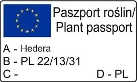 bluszcz-pospolity-thorndale-1l-rodzaj-rosliny-bluszcz-producent-szkolka-pnaczy-marek-wedrowski