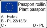 bluszcz-pospolity-thorndale-1l-rodzaj-rosliny-bluszcz-producent-szkolka-pnaczy-marek-wedrowski