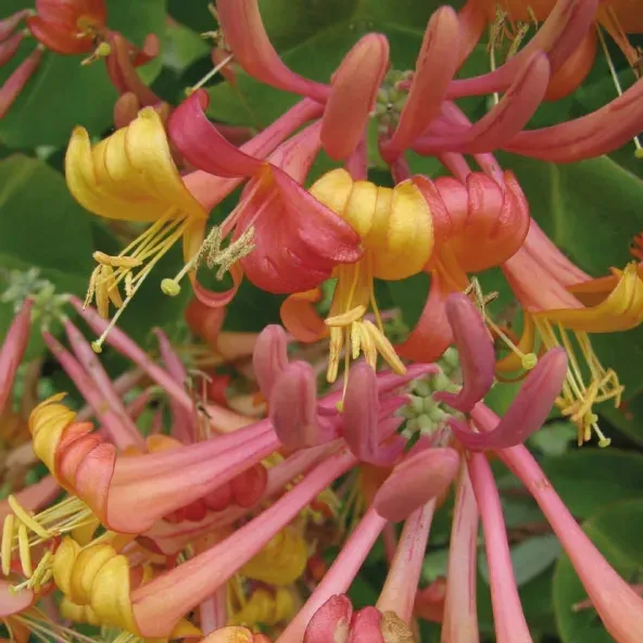 wiciokrzew-tellmana-2l