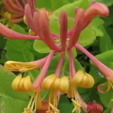 wiciokrzew-tellmana-2l-styl-ogrod-srodziemnomorski-ogrod-wiejski-ogrod-skalny-ogrod-nowoczesny-ogrod-japonski