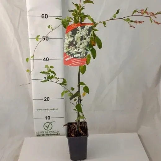 rdest-auberta-1l-nazwa-lacinska-fallopia-aubertii