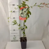 rdest-auberta-1l-nazwa-lacinska-fallopia-aubertii