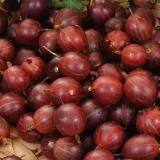 agrest-czerwony-hinnonmaki-rot-2l