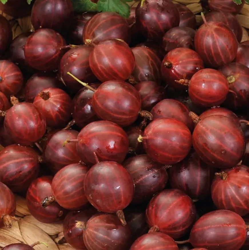 agrest-czerwony-hinnonmaki-rot-2l