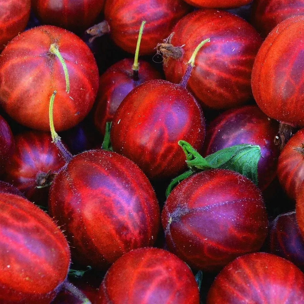 agrest-czerwony-hinnonmaki-rot-2l