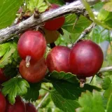 agrest-czerwony-hinnonmaki-rot-2l-rodzaj-rosliny-agrest