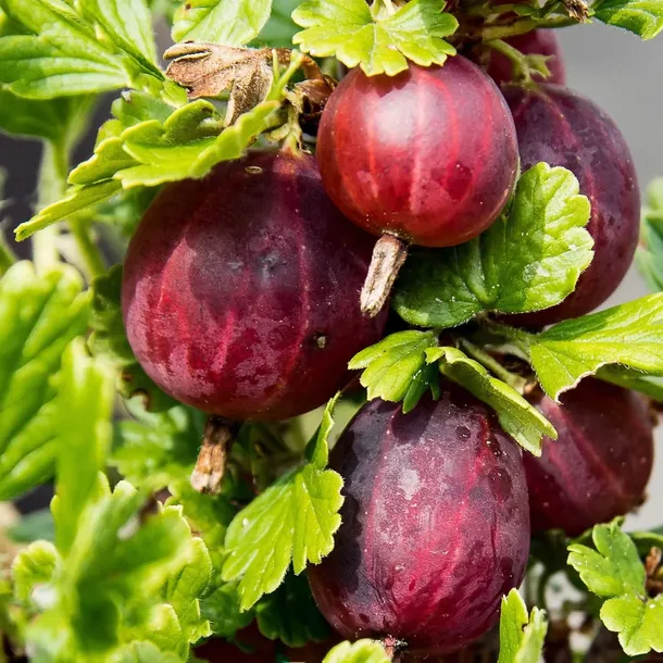 agrest-czerwony-hinnonmaki-rot-2l-stan-nowy