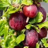 agrest-czerwony-hinnonmaki-rot-2l-stan-nowy