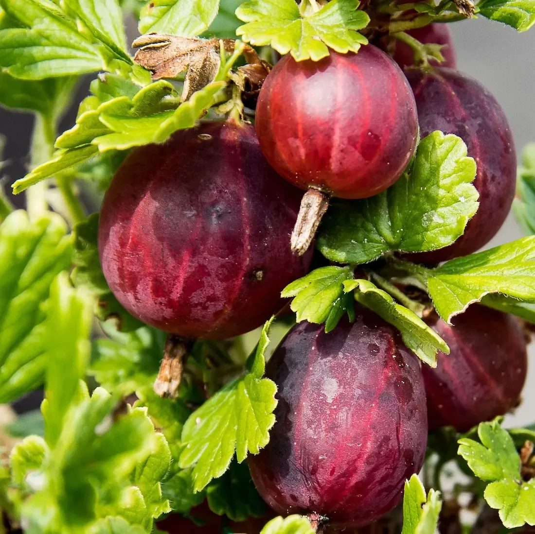 agrest-czerwony-hinnonmaki-rot-2l-styl-ogrod-srodziemnomorski-ogrod-wiejski-ogrod-skalny-ogrod-nowoczesny-ogrod-japonski