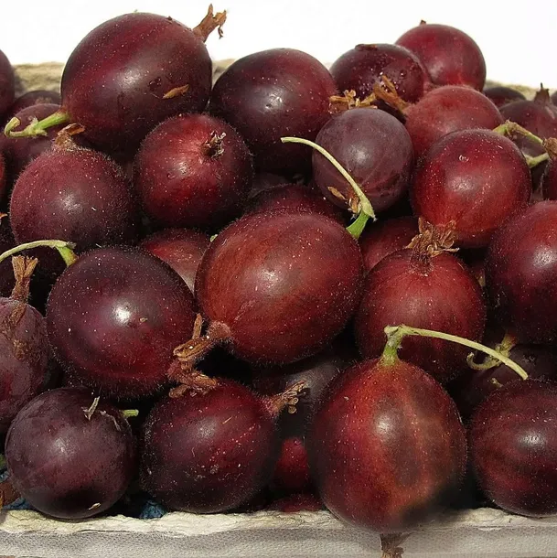 agrest-czerwony-hinnonmaki-rot-2l-odmiana-hinnonmaki-rot