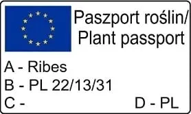 agrest-czerwony-hinnonmaki-rot-2l-producent-szkolka-pnaczy-marek-wedrowski
