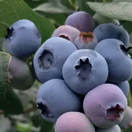 borowka-amerykanska-bluegold-2l