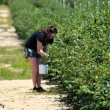 borowka-amerykanska-darrow-2l-stan-nowy