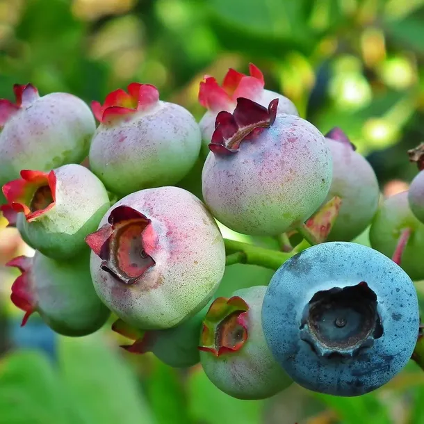 borowka-amerykanska-darrow-2l-odmiana-darrow