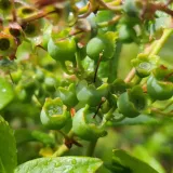 borowka-amerykanska-darrow-2l-producent-szkolka-pnaczy-marek-wedrowski