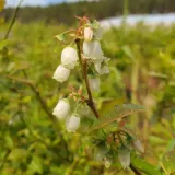 borowka-amerykanska-darrow-2l-nazwa-lacinska-vaccinium-corymbosum