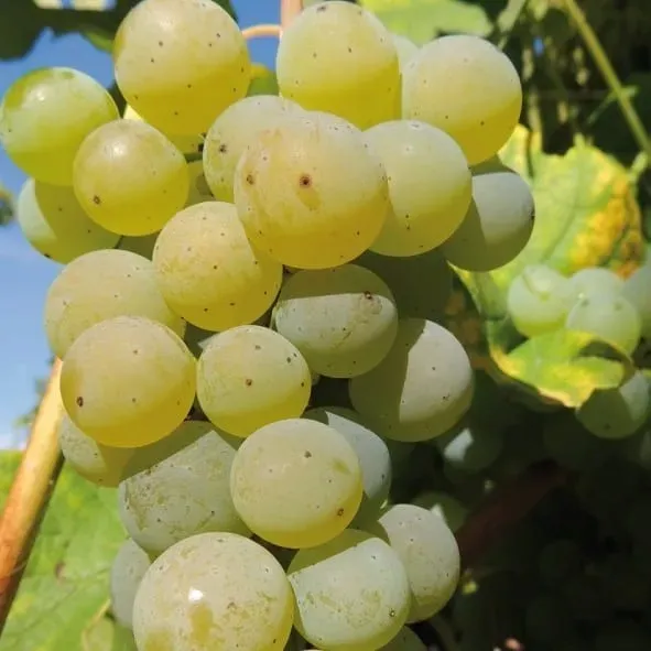 winorosl-cayuga-white-2l