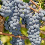 winorosl-leon-millot-2l