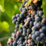 winorosl-leon-millot-2l-styl-ogrod-srodziemnomorski-ogrod-wiejski-ogrod-skalny-ogrod-nowoczesny-ogrod-japonski