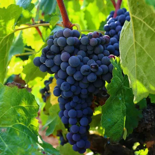 winorosl-leon-millot-2l-rodzaj-rosliny-winorosl