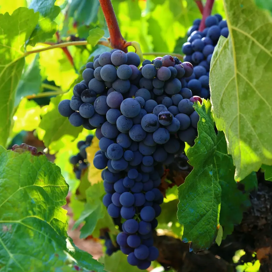 winorosl-leon-millot-2l