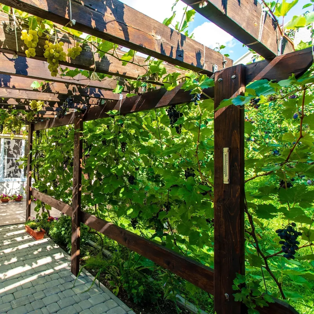 winorosl-leon-millot-2l-styl-ogrod-srodziemnomorski-ogrod-wiejski-ogrod-skalny-ogrod-nowoczesny-ogrod-japonski