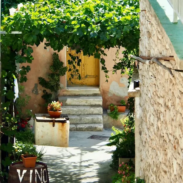 winorosl-leon-millot-2l-odmiana-leon-millot