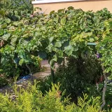 winorosl-leon-millot-2l-producent-szkolka-pnaczy-marek-wedrowski