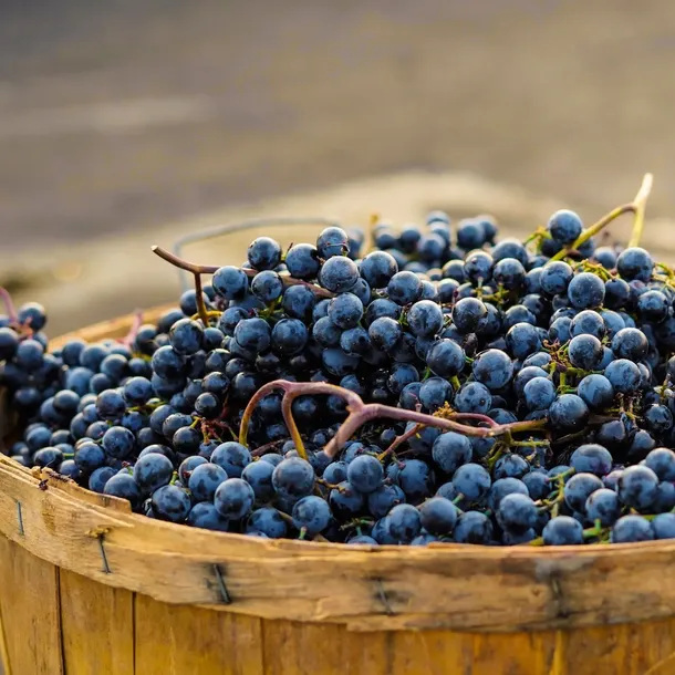 winorosl-leon-millot-2l-nazwa-lacinska-vitis-vinifera