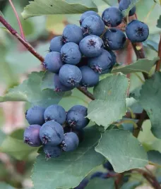 swidosliwa-martin-olcholistna-2l