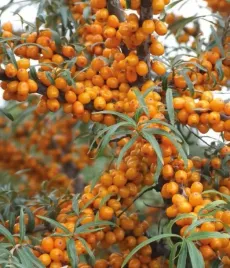 rokitnik-moskwiczka-zenski-2l