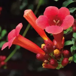 milin-amerykanski-flamenco-1l