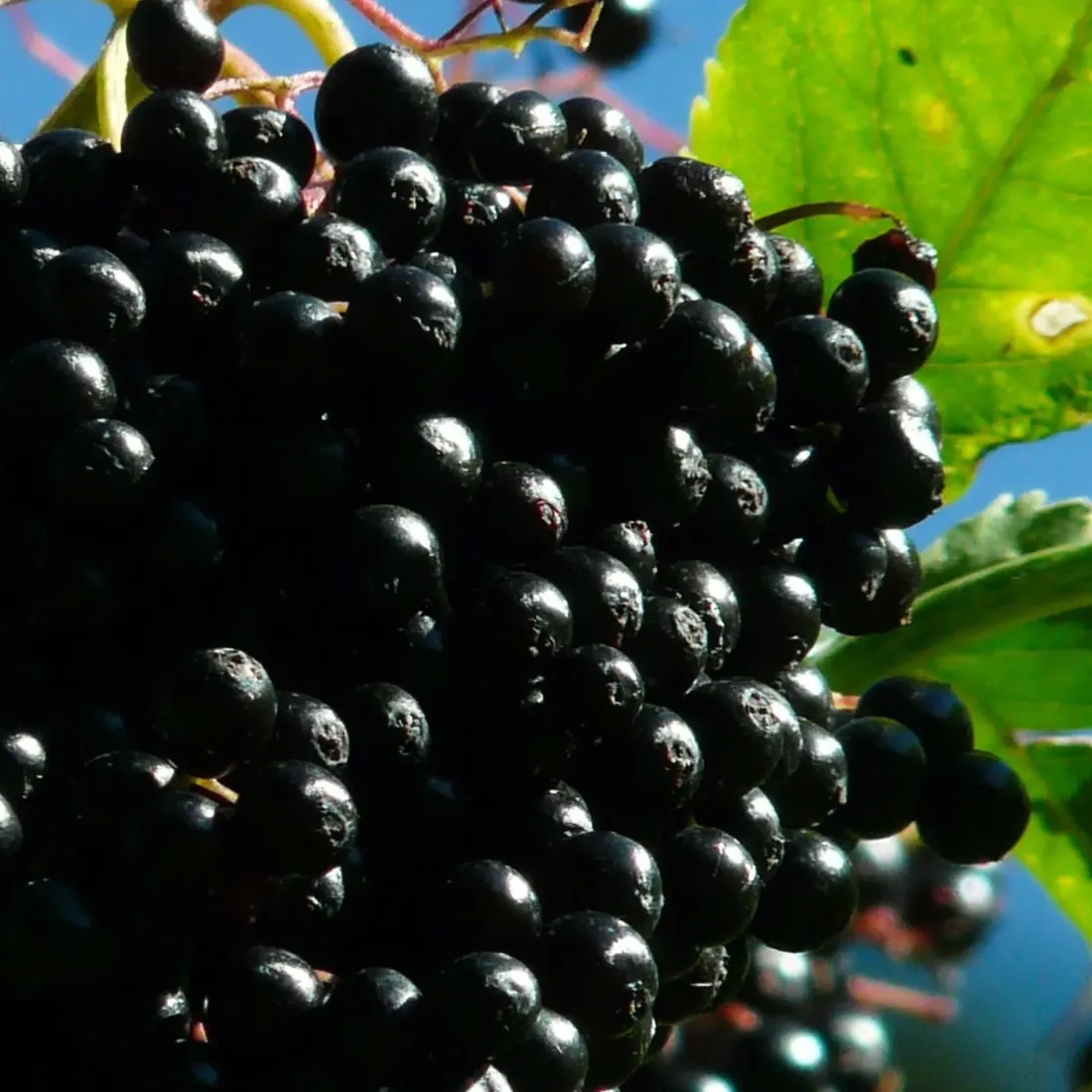 bez-czarny-haschberg-2l