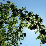 bez-czarny-haschberg-2l-stan-nowy