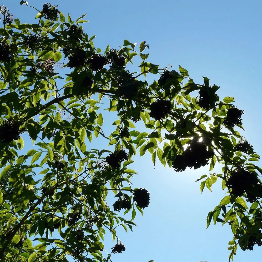 bez-czarny-haschberg-2l-styl-ogrod-srodziemnomorski-ogrod-wiejski-ogrod-skalny-ogrod-nowoczesny-ogrod-japonski