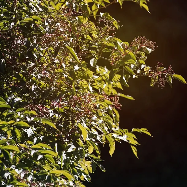 bez-czarny-haschberg-2l-odmiana-haschberg