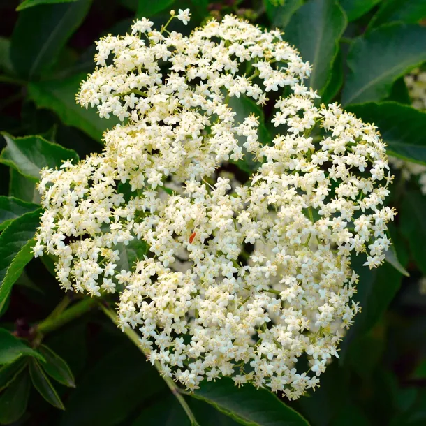 bez-czarny-haschberg-2l-producent-szkolka-pnaczy-marek-wedrowski