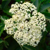 bez-czarny-haschberg-2l-producent-szkolka-pnaczy-marek-wedrowski