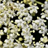 bez-czarny-haschberg-2l-nazwa-lacinska-sambucus-nigra