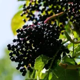 bez-czarny-samyl-2l-rodzaj-rosliny-inny