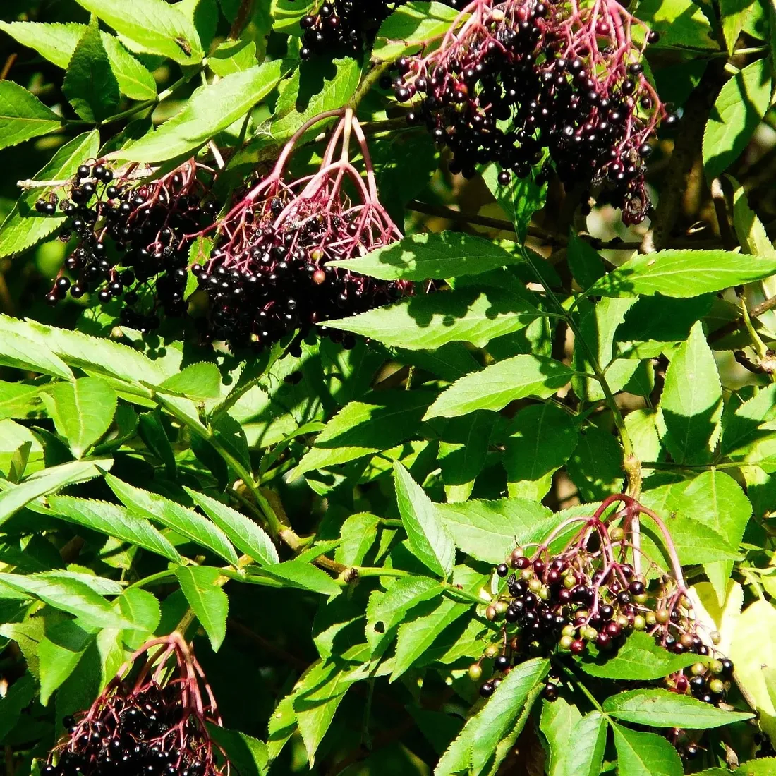 bez-czarny-samyl-2l-styl-ogrod-srodziemnomorski-ogrod-wiejski-ogrod-skalny-ogrod-nowoczesny-ogrod-japonski