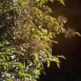 bez-czarny-samyl-2l-odmiana-samyl