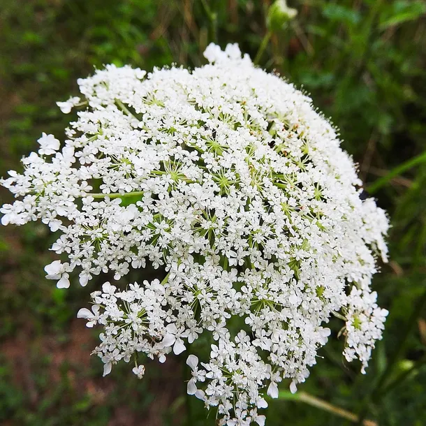 bez-czarny-samyl-2l-styl-ogrod-srodziemnomorski-ogrod-wiejski-ogrod-skalny-ogrod-nowoczesny-ogrod-japonski-rodzaj-rosliny-inny