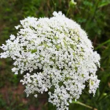 bez-czarny-samyl-2l-styl-ogrod-srodziemnomorski-ogrod-wiejski-ogrod-skalny-ogrod-nowoczesny-ogrod-japonski-rodzaj-rosliny-inny