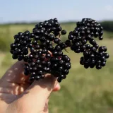 bez-czarny-samyl-2l-styl-ogrod-srodziemnomorski-ogrod-wiejski-ogrod-skalny-ogrod-nowoczesny-ogrod-japonski-producent-szkolka-pnaczy-marek-wedrowski