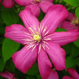 powojnik-ville-de-lyon-wielkokwiatowy-1l