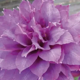 powojnik-vyvyan-pennell-wielkokwiatowy-2l