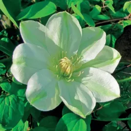 powojnik-guernsey-cream-wielkokwiatowy-2l