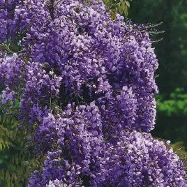 glicynia-wisteria-kwiecista-violacea-plena-2l
