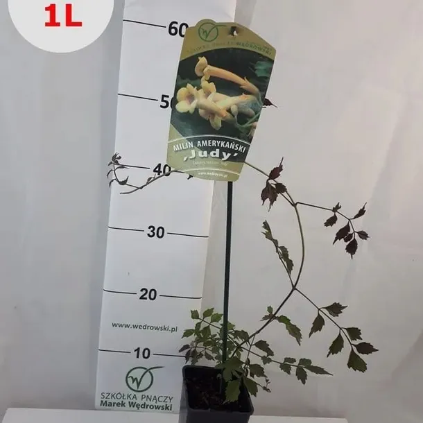 milin-amerykanski-judy-1l-nazwa-lacinska-campsis-radicans
